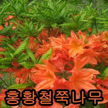 홍황철쭉 개화주 키40cm개화주 5그루 나무 묘목 꽃나무 과일나무 유실수 조경수 관목
