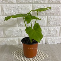 호프셀렘(소) 실내공기정화식물 공기청정식물 호프셀렘키우기호프셀렘 호프셀렘키우기 집에서키우는식물 공기청정식물 그늘에서잘자라는식물 음지식물 실내공기정화식물, 본상품