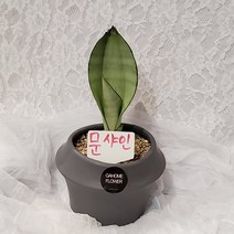 가홈플라워 고급화분 문샤인 공기정화식물 산세베리아 스투키, 그레이