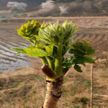 [한국인의 밥상 방영] 국산 두릅 참두릅 엄나무순 개두릅 가죽나물 500g 1kg 1.5kg 2kg 제철 산나물 봄나물, 1-3. 참두릅 1.5kg, 1개