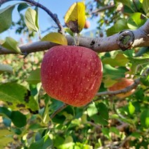 청송사과 부사 꿀사과 시나노골드 황금사과 못난이 5kg 경북, 가정용 꿀부사 5kg 대과 10~15과