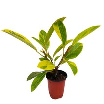 팡팡플랜트 실내 공기정화식물, 1개, 뱅갈 고무나무(10cm)