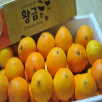 조은돌담 제주직송 황금향 실중량 2.5kg 특대과(6-8과)