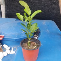 20~40cm 79 왕레몬나무 소중품 과실수 노지월동