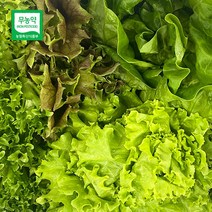 스마트팜 수경재배 무농약 유러피안 샐러드, 이자벨1kg