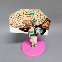 사이언샵 뇌의 구조 만들기/뇌전개도/중추신경계(4인세트)