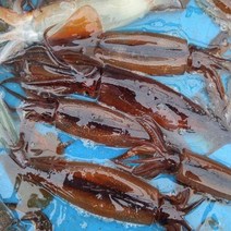 [해탕] 자연산 손질오징어 10마리 [1마리씩 개별 진공포장], 1개, 1.1kg