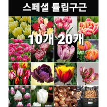 스페셜튤립구근 20개, 스페셜구근20개