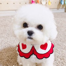 알알 강아지 고양이 편안한 케이프 L + 옷걸이, 1개, 하트하트L