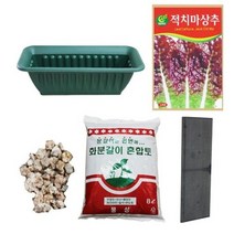 행복한세상 텃밭가꾸기 중 뚝섬적치마상추, 4개