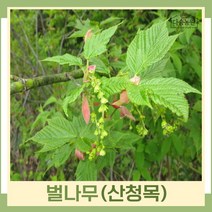 벌나무 묘목 산청목 산겨릅 실생2년생 뿌리묘 5개