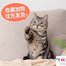 하우스 원목 고양이하우스 고양이숨숨집 캣하우스 타워 매일야옹, 즐겨찾기 추가 구매 우선 발송