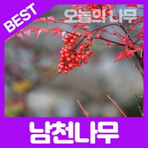 합리적 가격의 우수한 남천나무묘목(30cm 포트묘 60cm이상 분묘), 남천나무분묘(60cm이상)