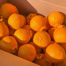 세상모든농부 제주 노지 한라봉 못난이, 노지 한라봉 10kg 못난이
