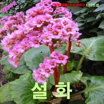 팝플라워 설화 (Bergenia 히말라야바위취) 씨앗 150립