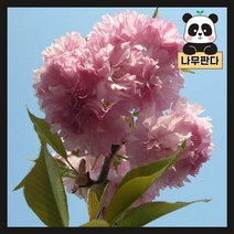 (나무판다) 벚나무 묘목 시리즈, 3.겹벚 접목1년