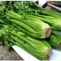 국내산 산지직송 당일배송 싱싱하게 맛있는 샐러리 손질스틱 간편 샐러리 (Celery) 1포기 1kg 내외, 2kg