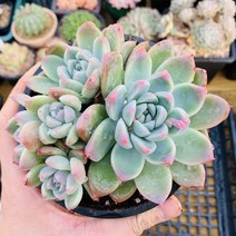 알바뷰티 중품 다육이