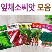 살아있는 씨앗 모음 채소씨앗 상추 쑥갓 궁채 유럽 치커리 루꼴라 치커리 청경채 시금치 파 양파 부추 도라지 곰취 더덕 곤드레 나물 내이 종자, E-곰보배추 x 1개, 1개