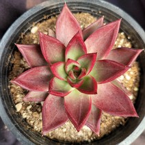 [메카다육]41-0816 루밍(에케베리아) 화분포함 다육식물 선인장 다육금 다육철화 두들레야 아프리카식물 코노피튬 하월시아 수입다육이 국민이, 1개