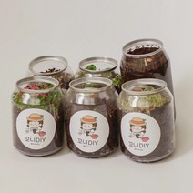 강낭콩 새싹채소 키우기 키트 치커리싹 브로콜리싹 배추싹 씨앗 심기, 고수
