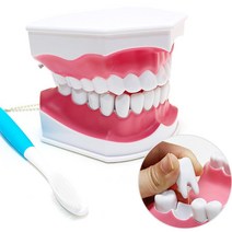 양치하는법 치카치카 학습교구 치아모형 과학실험 실험놀이 집콕놀이 아동 괗가 수업용 실험