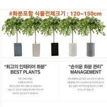 없음 [반값화분] MAIN-대형킹벤자민150(원조돈나무) 직접배송 축하화분 개업화분 거실화분 카페화분 인테리어화분 아레카야자 극락조 알로카시아 파키라 고무나무, 백구슬