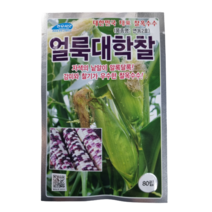 얼룩대학찰 옥수수 80립 얼룩대학찰 대학찰옥수수 괴산대학찰 찰옥수수 연농2호