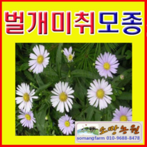 (JS소망)야생화 벌개미취모종(포트) 20개