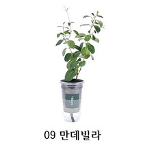 [수경재배] 관리가 쉬운 실내공기정화식물 10종 학교 사무실 어린이집, 09_만데빌라