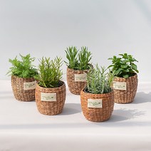 식용허브식물 로즈마리 바질허브 애플민트 잉글리쉬 라벤더 페퍼민트 키우기 모종, 2.스피아민트(식물만)