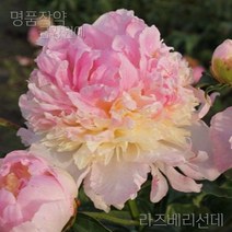 작약 숙근 입고 금강원예, 라즈베리선데