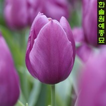 유럽 튤립 구근 - 퍼플 프린스(1팩5개)