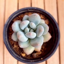 후레뉴 키우기 쉬운 다육식물1-30 랜덤발송