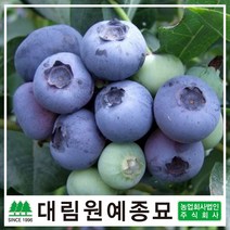 [대림원예종묘] 블루베리 7치화분 결실주, 한나초이스7치화분