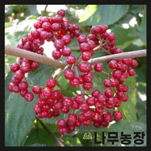 (나무농장) 덜꿩나무 키 1m 내외 분