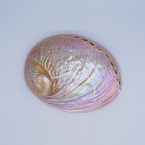 가재은신처 베타은신처 산호석 산호초 홈장식 붉은 패턴 전복 조개 액세서리 조가비 물고기 탱크 수족관 신, 02 12-15CM