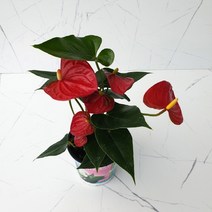 도희씨네 정원>> 사계절 꽃피우는 꼬맹이 안시리움 빨강 140″ class=”wr-img”></a></div>
</div>
</div>
</div>
<div class=