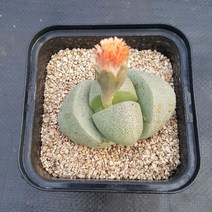 리톱스나라 제옥, 1개