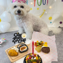 [멈머맘마] 강아지생일상 견생네컷 생일파티세트 강아지수제간식 강아지생일 생일상세트 타르트 함박스테이크 김밥 치킨 치킨무 강아지베이커리 강아지케이크