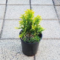 써니스마라그 서양측백 P9포트