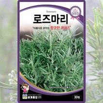 로즈마리 씨앗 로즈마리 씨 종자 30립, 단품
