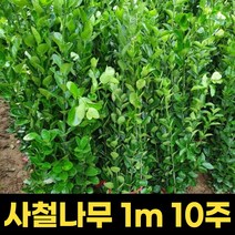 사철나무 묘목 10주 1m 울타리 정원 아파트조경 울타리