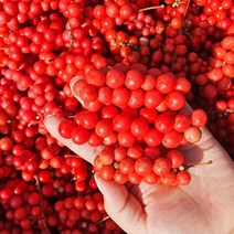 올바른새움푸드 국산 100% 농가수제 GAP인증 문경 오미자당절임 오미자청, 생오미자(냉동) 10kg