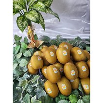 골드키위 5kg, 1개