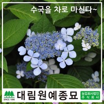 [대림원예종묘] 수국 감차수국 수국차 15cm포트