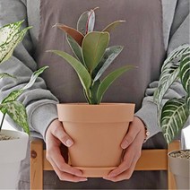 사무실 1인가구 카페 가성비 미니화분 50대 은행 관공서 학교 텃밭, 화이트