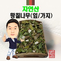 자연산 황칠나무(잎/가지) 300g/100g (경북 영천) 국내산 국산 황칠 잎 가지, 100g