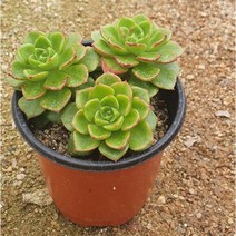 [다육]레티지아(합식)