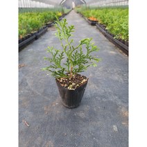(직립측백) 파스티기아타/패스티지아타 7cm 사각 비닐포트